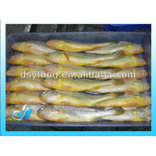 FROZEN LARGE YELLOW CROAKER FISH PRICE